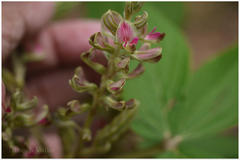 Flemingia macrophylla